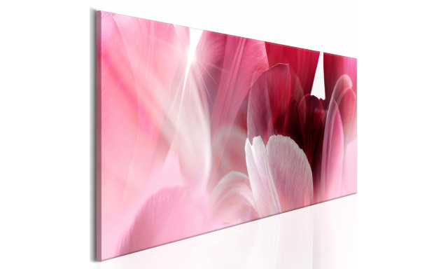 Obraz - Flowers: Pink Tulips