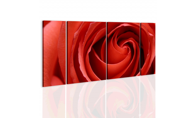 Obraz - Passionate rose
