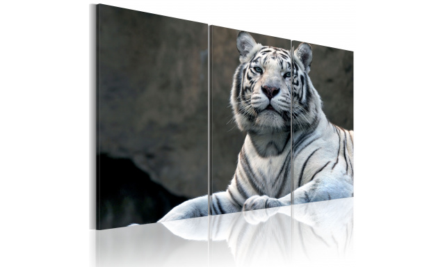 Obraz - Bílý tygr