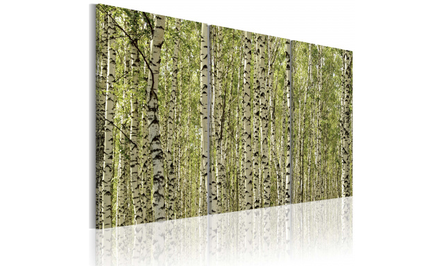 Obraz - Březový les