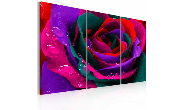 Obraz - Rainbow-hued rose