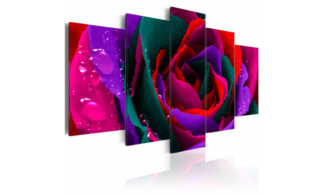 Obraz - Multicoloured rose