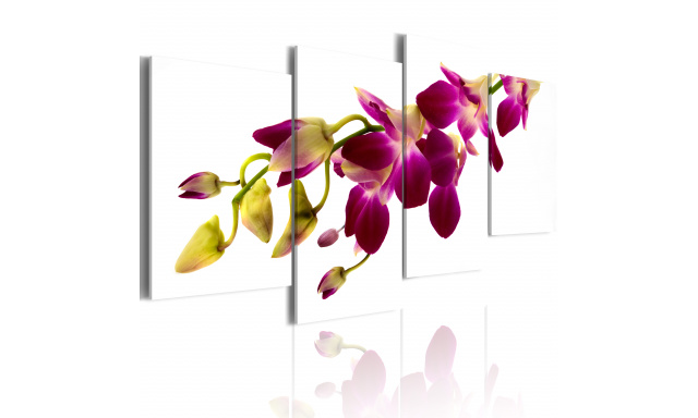 Obraz - Orchid's glow