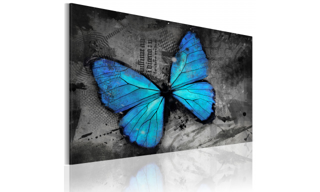 Obraz - The study of butterfly