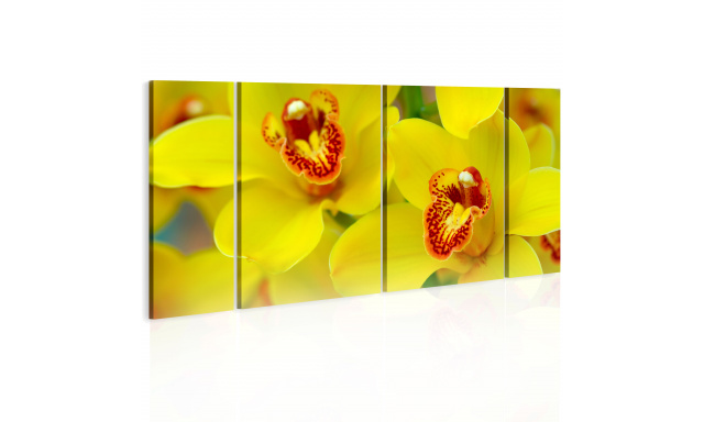 Obraz - Orchids - intensity of yellow color