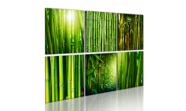 Obraz - Mnoho tváří bambusu